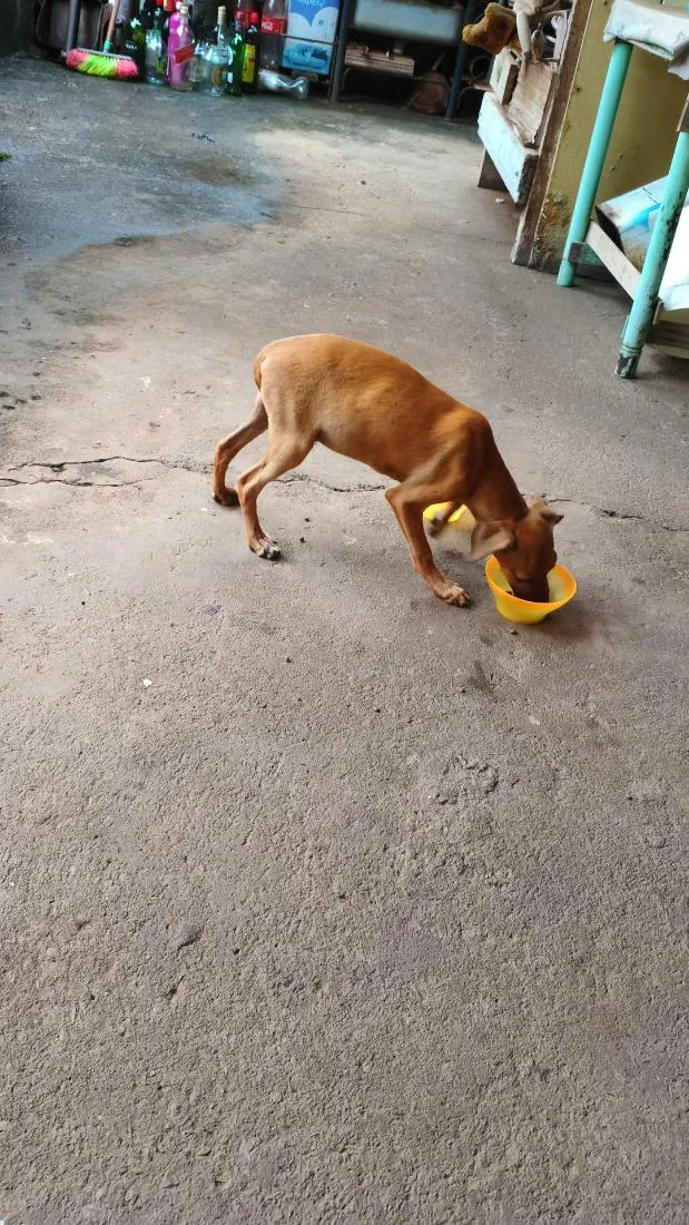Cachorro raça SRD-ViraLata idade 2 a 6 meses nome sem nome