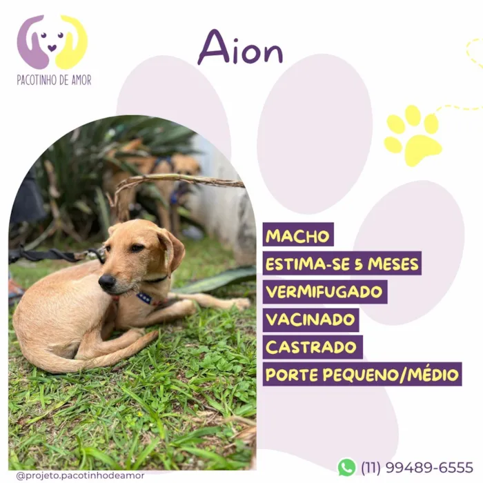 Cachorro raça SRD-ViraLata idade 2 a 6 meses nome Aion