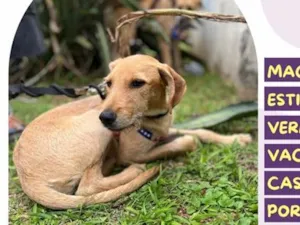 Cachorro raça SRD-ViraLata idade 2 a 6 meses nome Aion