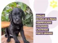 Estagiário