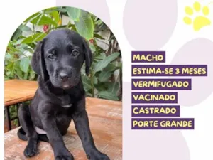 Cachorro raça SRD-ViraLata idade 2 a 6 meses nome Estagiário