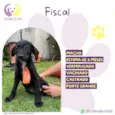 Fiscal