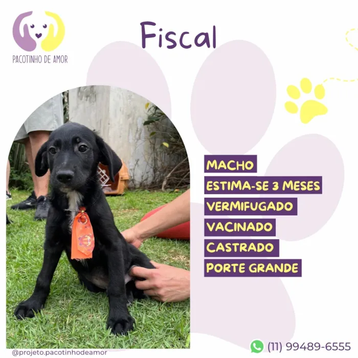 Cachorro raça SRD-ViraLata idade 2 a 6 meses nome Fiscal