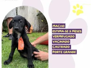 Cachorro raça SRD-ViraLata idade 2 a 6 meses nome Fiscal