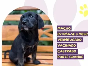 Cachorro raça SRD-ViraLata idade 2 a 6 meses nome Faz tudo 