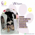 Wilson