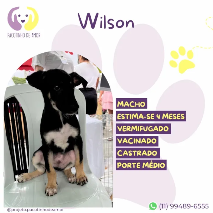 Cachorro raça SRD-ViraLata idade 2 a 6 meses nome Wilson