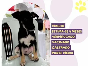 Cachorro raça SRD-ViraLata idade 2 a 6 meses nome Wilson