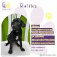 Ruffles