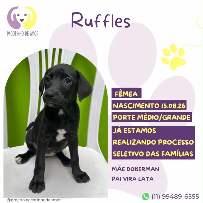 Cachorro raça SRD-ViraLata idade 2 a 6 meses nome Ruffles