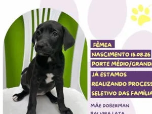Cachorro raça SRD-ViraLata idade 2 a 6 meses nome Ruffles