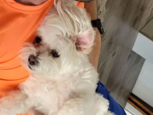 Cachorro raça Maltês idade 6 ou mais anos nome Ted