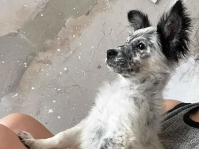 Cachorro raça SRD-ViraLata idade 2 a 6 meses nome Mabel 