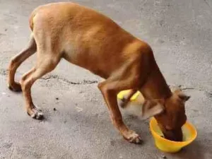 Cachorro raça SRD-ViraLata idade 2 a 6 meses nome sem nome
