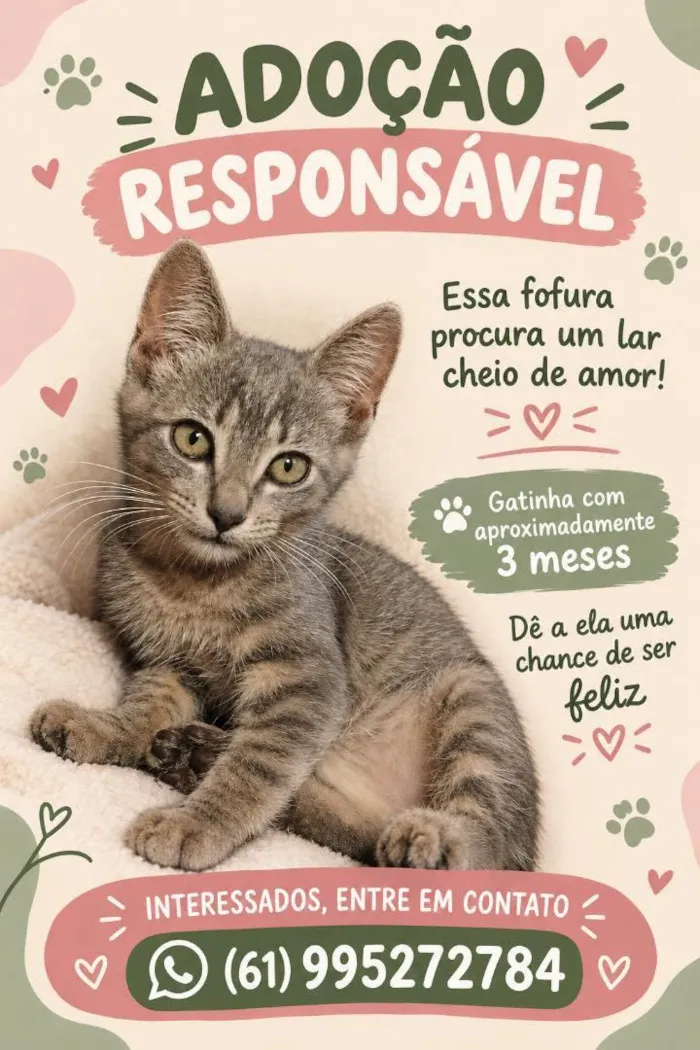 Gato raça SRD-ViraLata idade 2 a 6 meses nome sem nome 