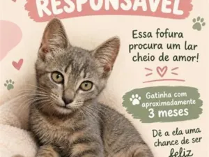 Gato raça SRD-ViraLata idade 2 a 6 meses nome sem nome 