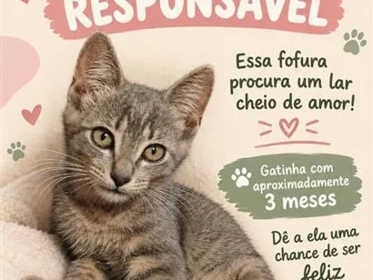 Gato raça SRD-ViraLata idade 2 a 6 meses nome sem nome 