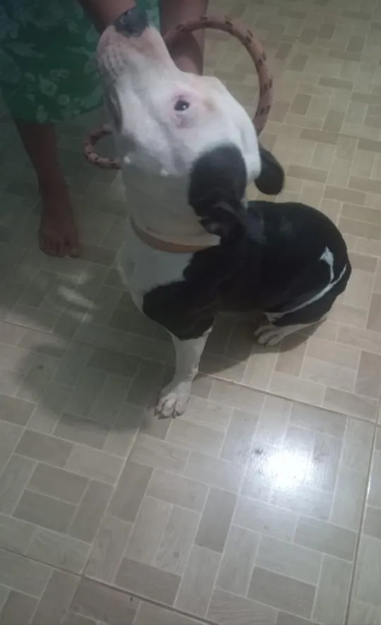 Cachorro raça Pit-Bull idade 1 ano nome Katrina