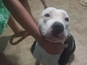 Cachorro raça Pit-Bull idade 1 ano nome Katrina