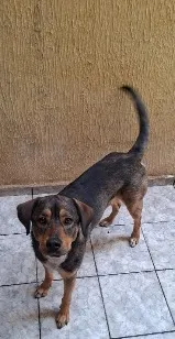 Cachorro raça SRD-ViraLata idade 2 anos nome Thor