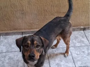 Cachorro raça SRD-ViraLata idade 2 anos nome Thor
