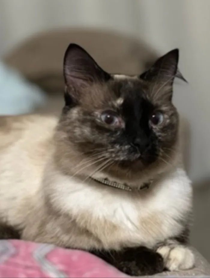 Gato raça SRD-ViraLata idade 6 ou mais anos nome Luna