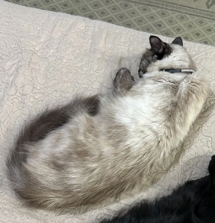 Gato raça SRD-ViraLata idade 6 ou mais anos nome Luna