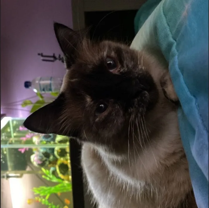Gato raça SRD-ViraLata idade 6 ou mais anos nome Luna