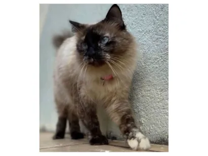 Gato raça SRD-ViraLata idade 6 ou mais anos nome Luna