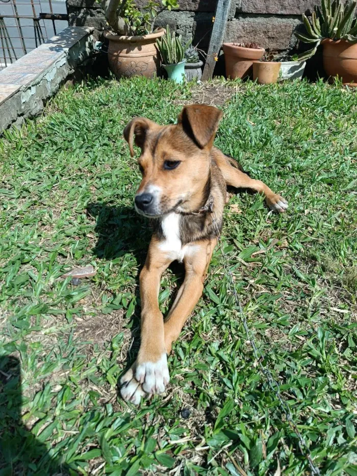 Cachorro raça SRD-ViraLata idade 2 a 6 meses nome Guria