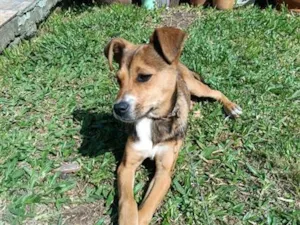 Cachorro raça SRD-ViraLata idade 2 a 6 meses nome Guria