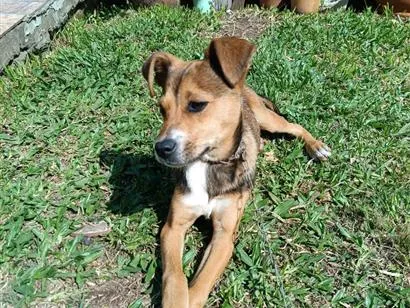 Cachorro raça SRD-ViraLata idade 2 a 6 meses nome Guria