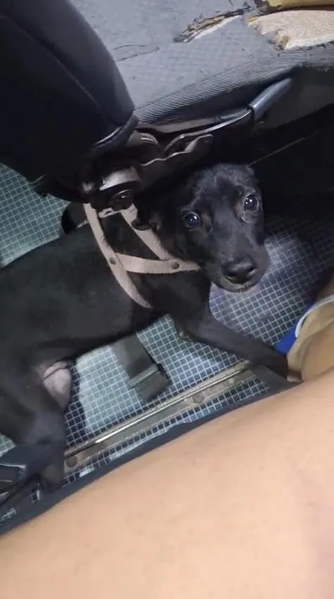 Cachorro raça SRD-ViraLata idade 2 a 6 meses nome Luke