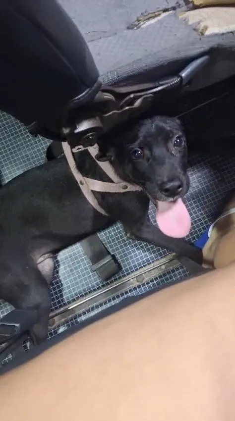 Cachorro raça SRD-ViraLata idade 2 a 6 meses nome Luke