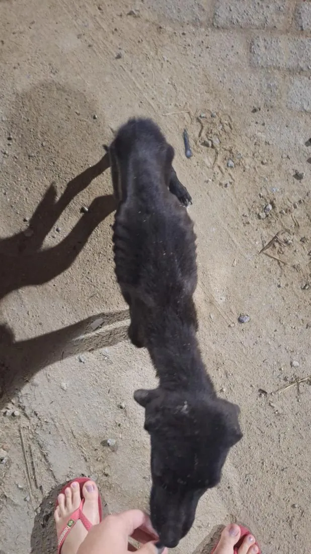 Cachorro raça SRD-ViraLata idade 2 a 6 meses nome Luke