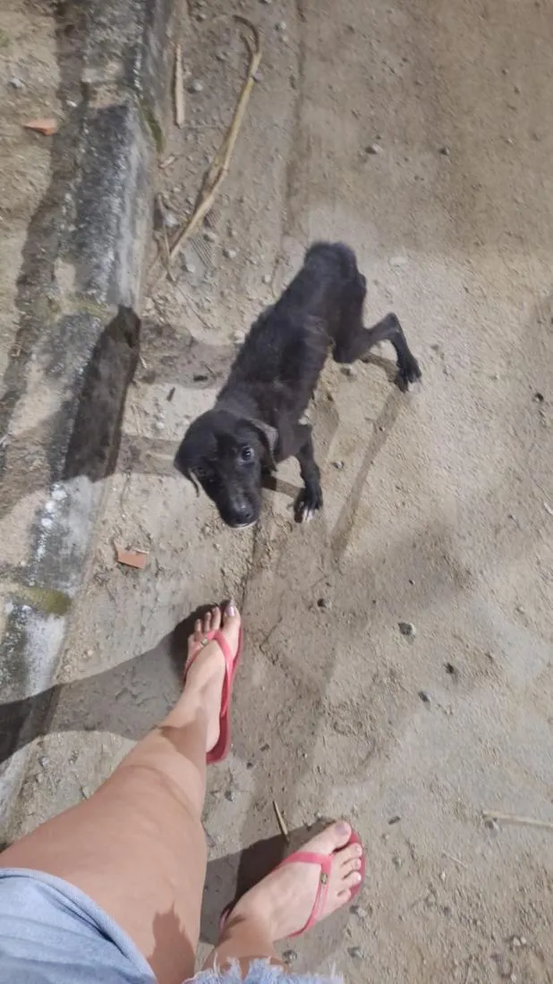 Cachorro raça SRD-ViraLata idade 2 a 6 meses nome Luke