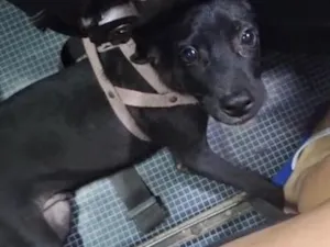 Cachorro raça SRD-ViraLata idade 2 a 6 meses nome Luke