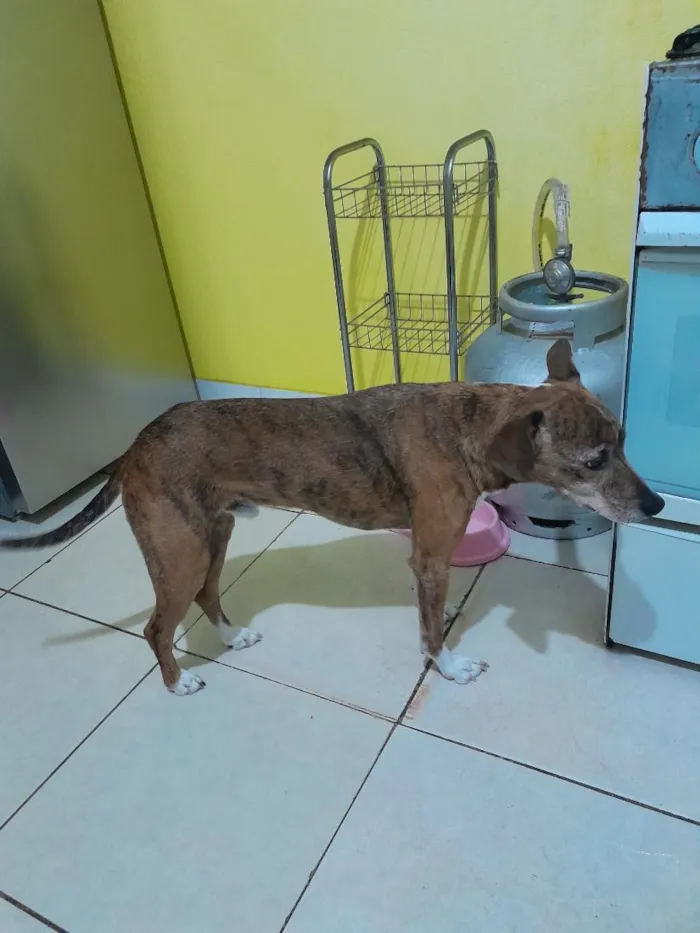 Cachorro raça SRD-ViraLata idade 6 ou mais anos nome Costela 