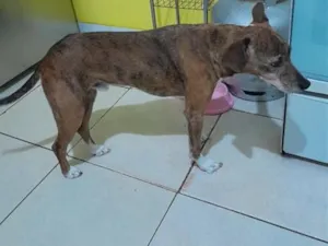 Cachorro raça SRD-ViraLata idade 6 ou mais anos nome Costela 