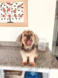 Choquito 