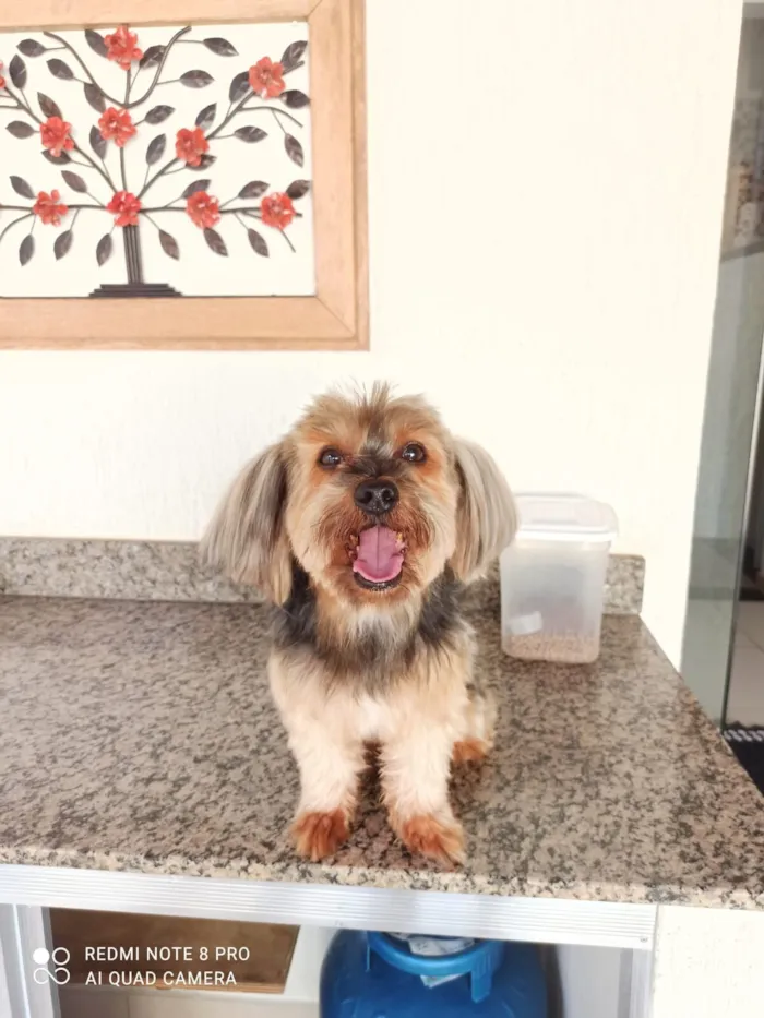 Cachorro raça Yorkshire idade 6 ou mais anos nome Choquito 