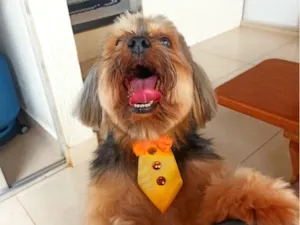 Cachorro raça Yorkshire idade 6 ou mais anos nome Choquito 