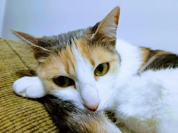 Gato raça SRD-ViraLata idade 6 ou mais anos nome Mel