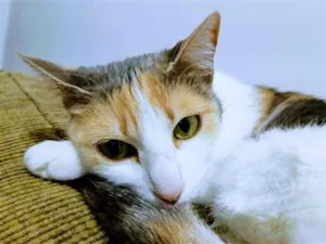 Gato raça SRD-ViraLata idade 6 ou mais anos nome Mel