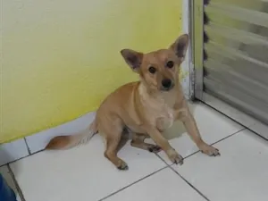 Cachorro raça SRD-ViraLata idade 4 anos nome Mel