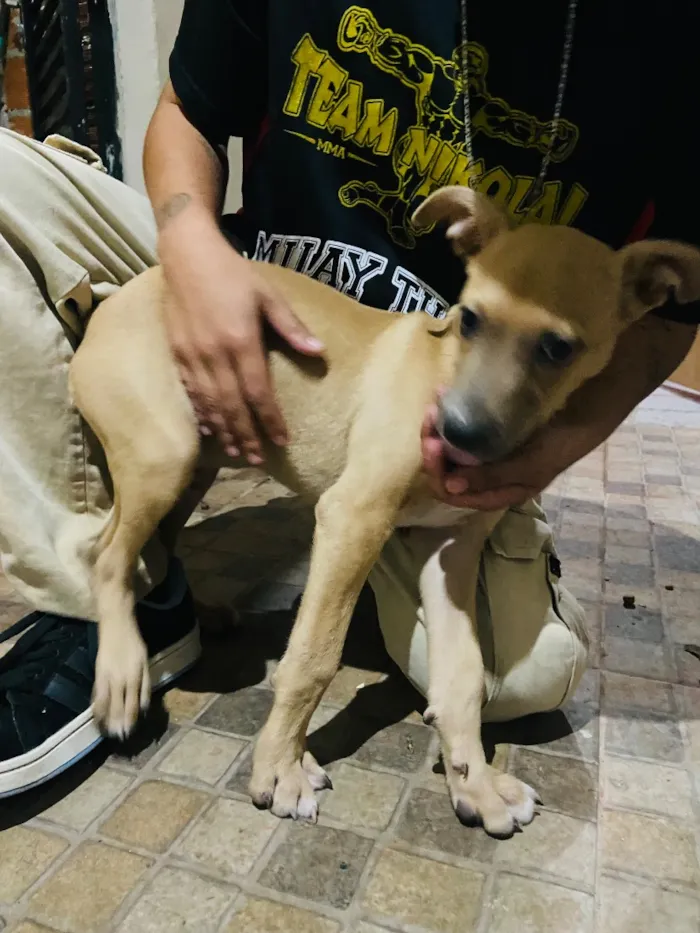 Cachorro raça SRD-ViraLata idade 2 a 6 meses nome Ozzy