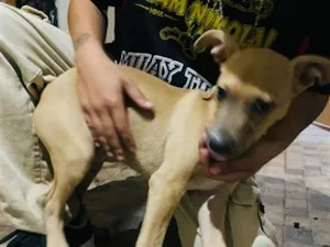 Cachorro raça SRD-ViraLata idade 2 a 6 meses nome Ozzy