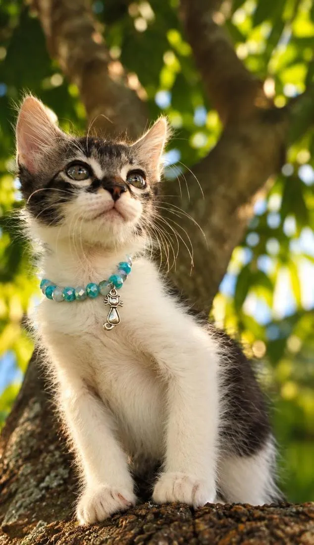 Gato raça SRD-ViraLata idade 2 a 6 meses nome Nick