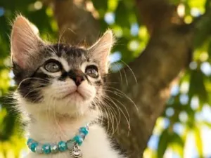 Gato raça SRD-ViraLata idade 2 a 6 meses nome Nick