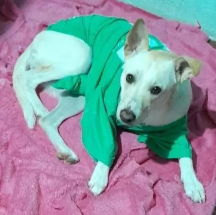 Cachorro raça SRD-ViraLata idade 1 ano nome Meg